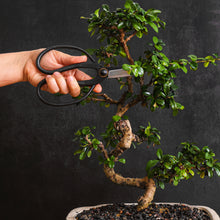 Load image into Gallery viewer, Professional Bonsai Scissors | Pruning Shears for Trimming Plants | Japanese Gardening, Bonsai Tools | Garden Scissors (Butterfly)