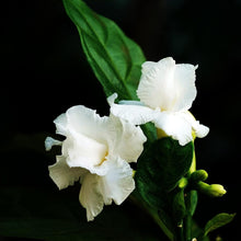 Load image into Gallery viewer, Professional Liquid Gardenia Plant Fertilizer | 3-1-2 Concentrate for Flowering Plants | 8 oz Bottle