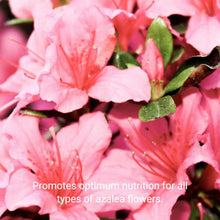 Load image into Gallery viewer, Professional Azalea Liquid Fertilizer - 2-5-4 Nutrient Blend -  8 oz