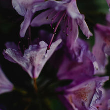 Load image into Gallery viewer, Professional Azalea Liquid Fertilizer - 2-5-4 Nutrient Blend -  8 oz