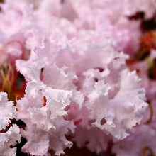 Load image into Gallery viewer, Professional Crepe Myrtle Liquid Fertilizer - 2-5-4 Nutrient Blend - 8 oz