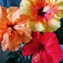 Load image into Gallery viewer, Professional Hibiscus Liquid Fertilizer - 2-5-4 Nutrient Blend - 8 oz