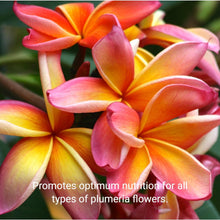 Load image into Gallery viewer, Professional Plumeria Liquid Fertilizer - 2-5-4 Nutrient Blend - 8 oz