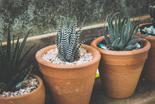 Load image into Gallery viewer, Professional Perlite | Large 2.2 Quarts | Medium Grade for Container and Garden Plants