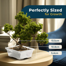 Load image into Gallery viewer, Glazed Ceramic Bonsai Pot | White Rectangular