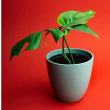 Load image into Gallery viewer, Professional Monstera Plant Fertilizer