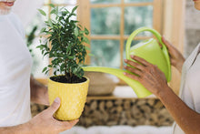 Load image into Gallery viewer, Fiddle Leaf Fig and House Plant Fertilizer Pellets | 16-5-11 Slow Release