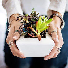 Load image into Gallery viewer, Professional Liquid Succulent Plant Fertilizer