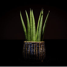 Load image into Gallery viewer, Professional Liquid Snake Plant Fertilizer