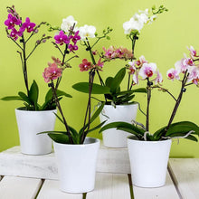 Load image into Gallery viewer, Professional Liquid Indoor Orchid Fertilizer