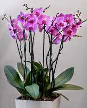 Load image into Gallery viewer, Orchid Fertilizer Pellets | 13-11-11 Slow Release