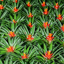 Load image into Gallery viewer, Professional Liquid Bromeliad Plant Fertilizer