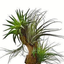 Load image into Gallery viewer, Professional Air Plant Fertilizer Spray