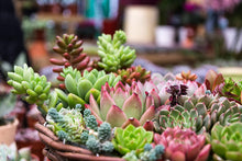 Load image into Gallery viewer, Succulent Fertilizer Pellets | 13-11-11 Slow Release