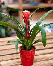 Load image into Gallery viewer, Orchid Fertilizer Pellets | 13-11-11 Slow Release