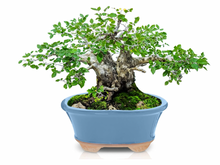 Load image into Gallery viewer, Glazed Ceramic Bonsai Pot | Light Blue