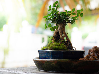Decorating with Potted Plants – How to Choose the Best Bonsai Pot