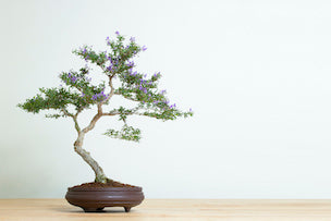 You Can Save Your Bonsai Tree by Replacing Your Bonsai Pot