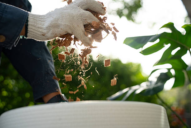 A Simple Guide to Slow Release Fertilizer for Potted Plants