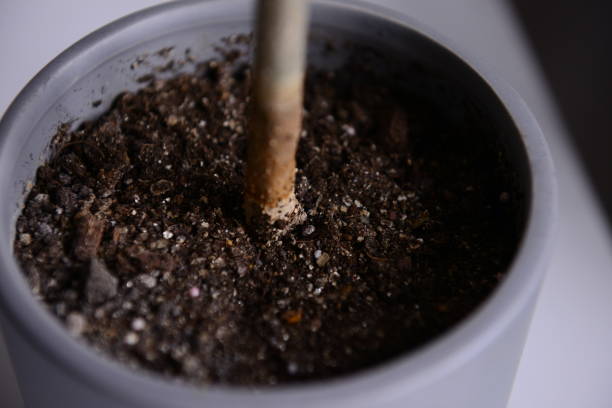 How to Aerate Potted Plant Soil Without Repotting