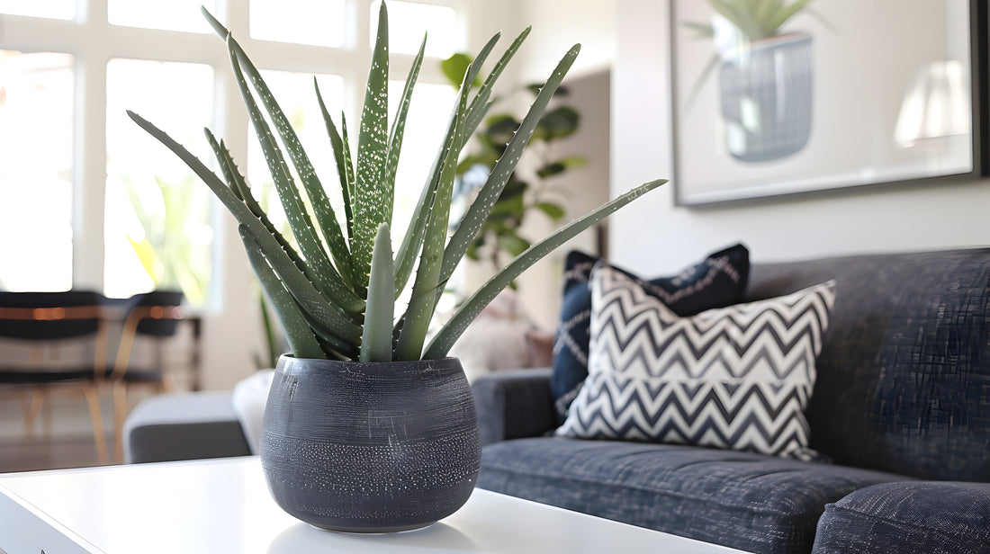 Aloe Vera at Home: Grow Your Own for Beauty and Healing