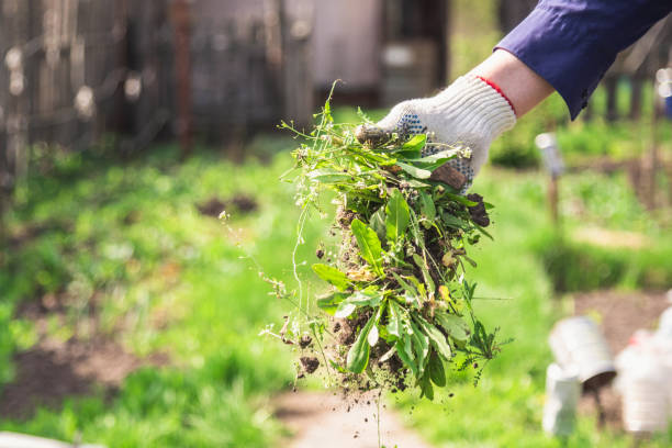 Are you Weeding Your Veggie Garden Too Often? Here is What the Experts Recommend