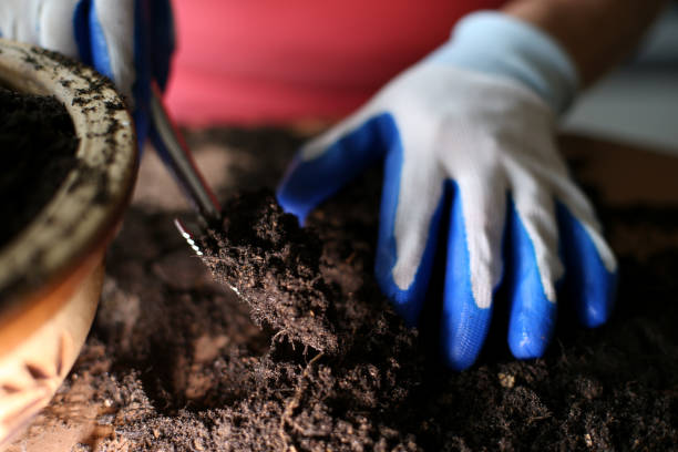 Best Bonsai Soil Mix: A Complete DIY Recipe Guide