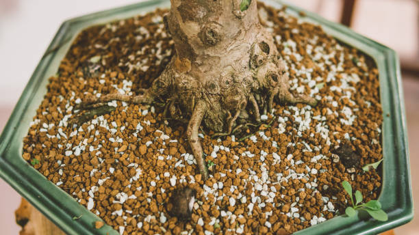 Finding the Best Fertilizer for Bonsai Trees