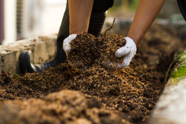 Best Fertilizer for Tropical Plants for Lush Growth