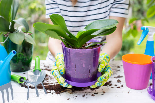 Best Orchid Potting Medium Phalaenopsis Mixes for 2026