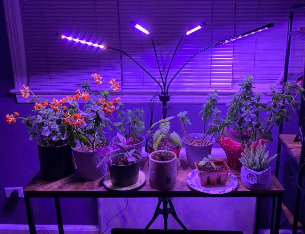 Best Plants to Grow Under LED Lights at Home