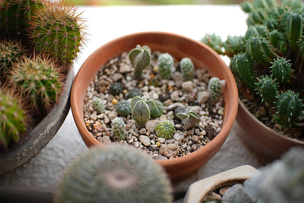 Unlock Success: Best Succulent Soil Mix