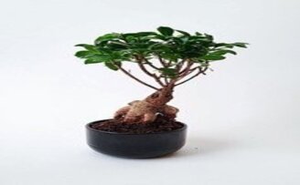 How To Choose the Best Bonsai Fertilizer – What you Need to Know
