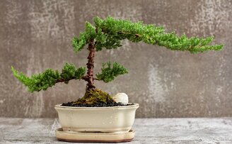 Bonsai Myths and Legends