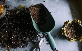 How To Find The Best Bonsai Soil: What You Need To Know