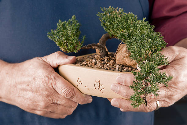 Bonsai Care Guide for Thriving Miniature Trees