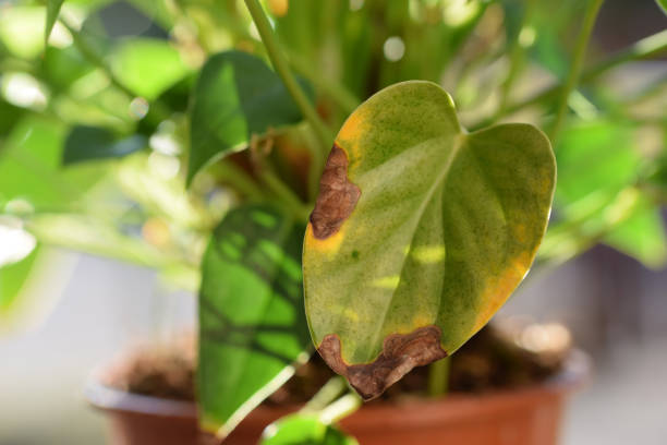 Brown Spots on Leaves? Here’s What Your Plant Is Telling You