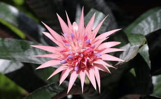 Bromeliads are Perfect Indoor Plants for Beginners