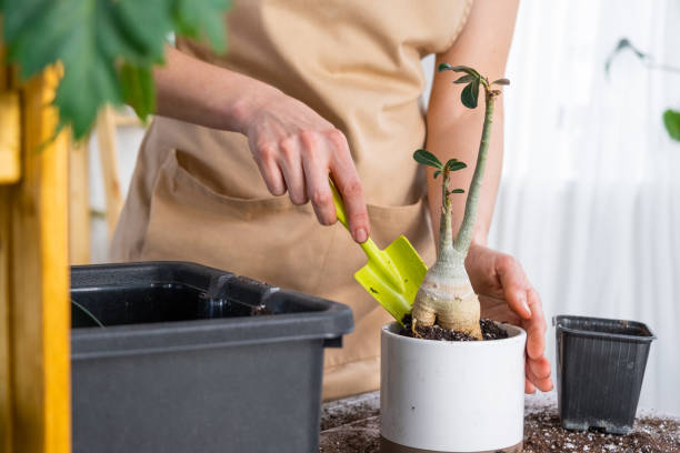 Can Bonsai Trees Grow in Regular Potting Soil?