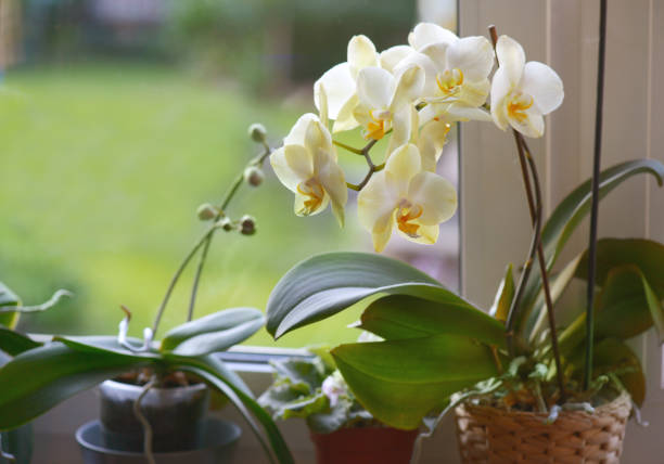 Can You Use Orchid Potting Mix for Other Plants