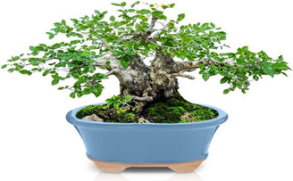 Act Now! Leaves & Soul Releases Limited Edition Ceramic Bonsai Pots