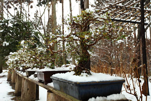 Cold Air, Dry Heat, and Bonsai: What Your Tree Feels in Winter 