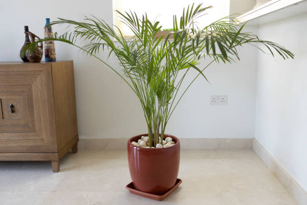 Creating a Calm Corner With Greenery