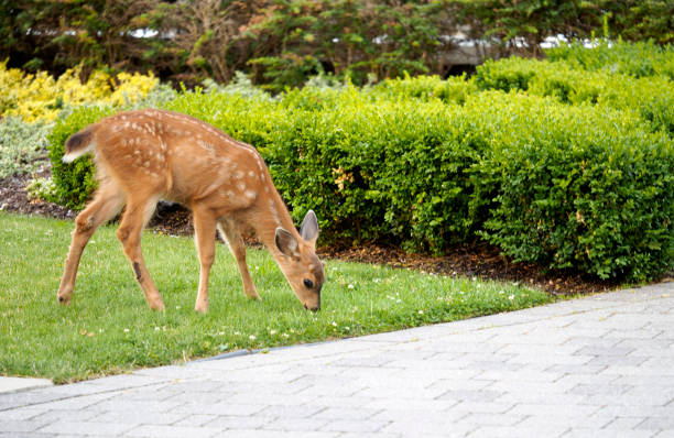 How to Keep Deer Out of Your Garden Naturally