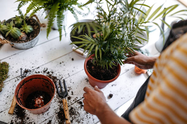 Drainage Isn’t Optional: Why Roots Need Air 