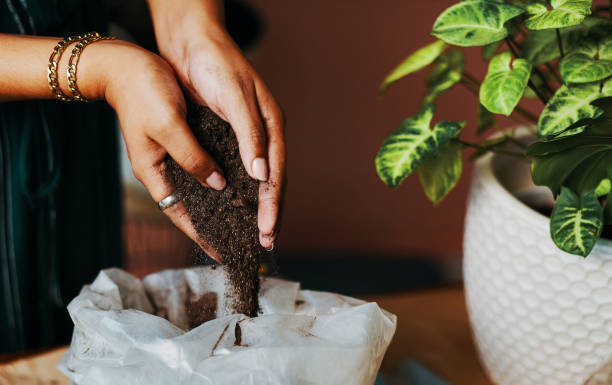 Bonsai Tree Care for Beginners: A Complete 2026 Guide