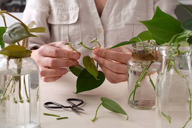 Air Layering Made Easy: The Fastest Method to Propagate Houseplants