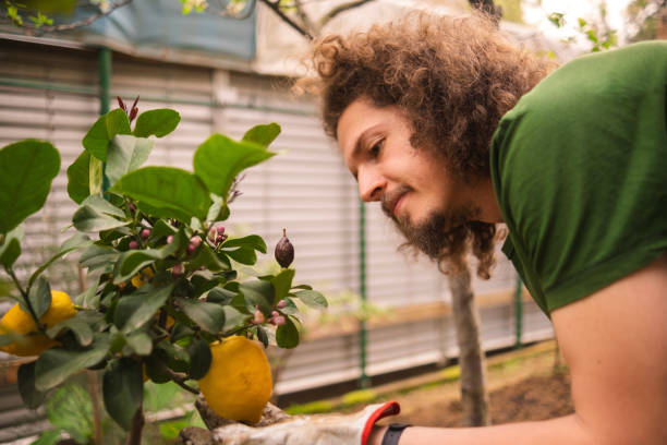 How to Feed Lemon, Lime and Blueberry Trees the Right Way