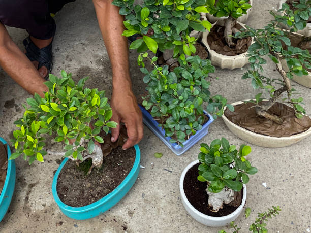 Ficus Bonsai Tree soil