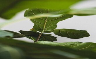 How To Grow A Fiddle Leaf Fig